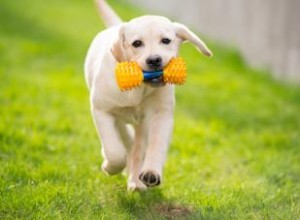 100 nombres fantásticos para cachorros de labrador amarillo