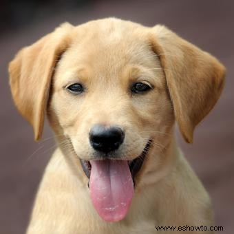100 nombres fantásticos para cachorros de labrador amarillo