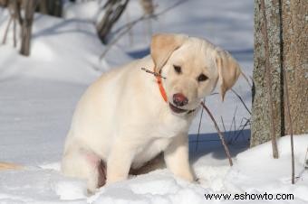 100 nombres fantásticos para cachorros de labrador amarillo