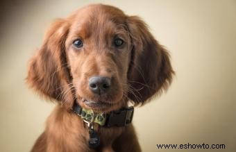 Más de 100 nombres divertidos de perros irlandeses para un cachorro de olla de oro