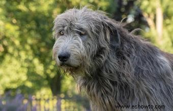 Más de 100 nombres divertidos de perros irlandeses para un cachorro de olla de oro