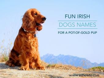 Más de 100 nombres divertidos de perros irlandeses para un cachorro de olla de oro