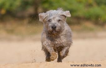 Más de 100 nombres divertidos de perros irlandeses para un cachorro de olla de oro