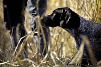 Más de 100 nombres de perros de caza para tu compañero inteligente