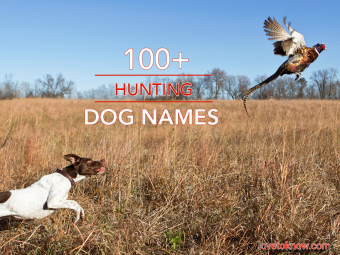 Más de 100 nombres de perros de caza para tu compañero inteligente