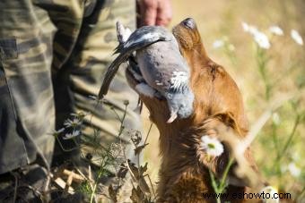 Más de 100 nombres de perros de caza para tu compañero inteligente