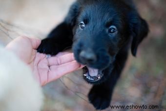 11 hitos del cachorro para apreciar a medida que tu perro crece