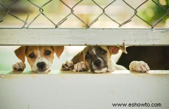 11 señales de que un cachorro proviene de un criadero de cachorros