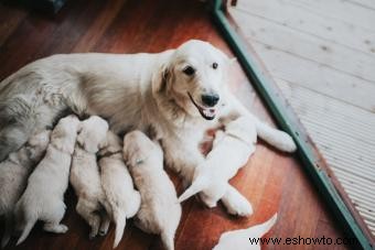 11 señales de que un cachorro proviene de un criadero de cachorros