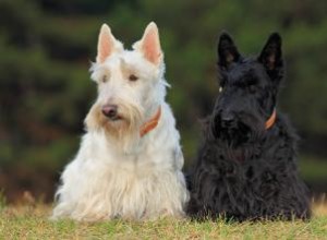 115 nombres de perros escoceses inspirados en el país y la cultura