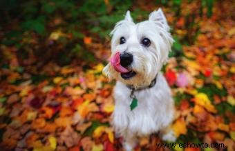 115 nombres de perros escoceses inspirados en el país y la cultura