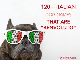 Más de 120 nombres de perros italianos que son Benvoluto