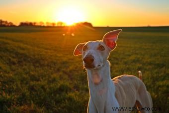 125 + Los mejores nombres de perros españoles para machos y hembras