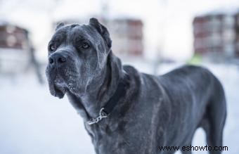 Más de 120 nombres de perros italianos que son Benvoluto