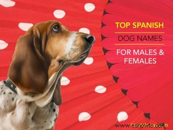 125 + Los mejores nombres de perros españoles para machos y hembras