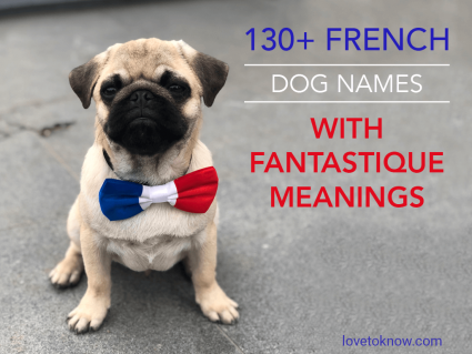 Más de 130 nombres de perros franceses con significados fantásticos