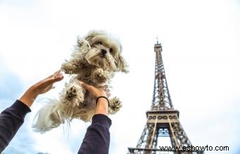 Más de 130 nombres de perros franceses con significados fantásticos
