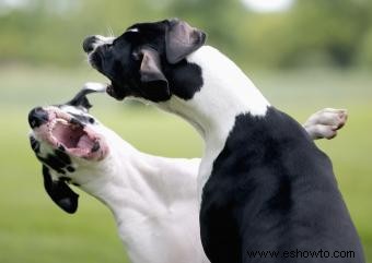 Más de 140 nombres de perros resistentes y fuertes que impresionan