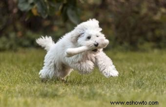 Más de 145 nombres de perros blancos:divertidos, simbólicos y clásicos 