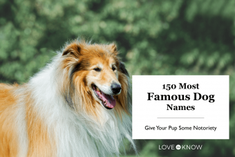 Los 150 nombres de perros más famosos:dale notoriedad a tu cachorro 