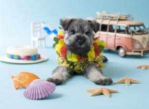 167 Nombres Hawaianos Únicos para Perros: Espíritu Aloha y Significados Auténticos