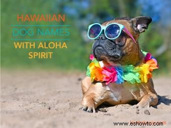 167 nombres de perros hawaianos con espíritu Aloha 