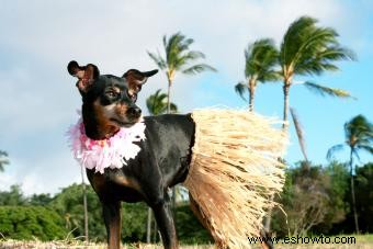 167 nombres de perros hawaianos con espíritu Aloha 