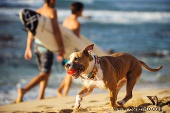 167 nombres de perros hawaianos con espíritu Aloha 