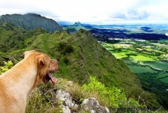 167 nombres de perros hawaianos con espíritu Aloha 
