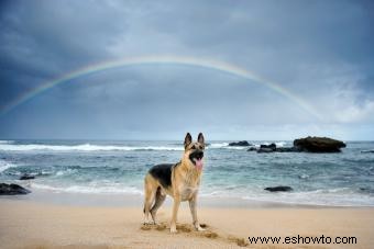 167 nombres de perros hawaianos con espíritu Aloha 