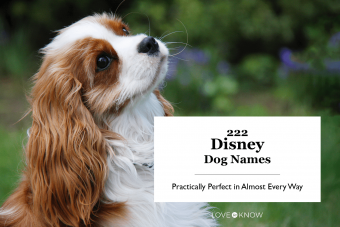 222 nombres de perros de Disney que son prácticamente perfectos en casi todos los sentidos 