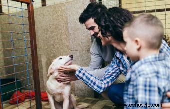 3 lugares para encontrar adopciones de cachorros y qué esperar 