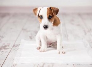 4 métodos efectivos para eliminar el olor a orina del pelaje de tu cachorro