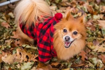 adorables cachorros de pomerania 