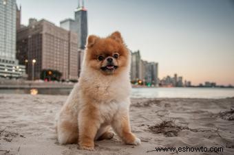 adorables cachorros de pomerania 