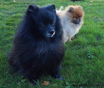 adorables cachorros de pomerania 