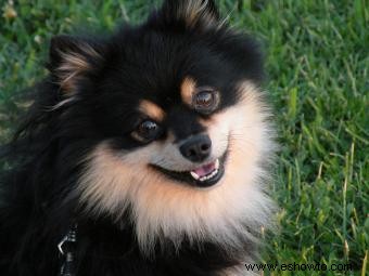 adorables cachorros de pomerania 