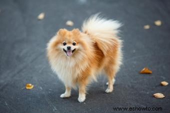 adorables cachorros de pomerania 