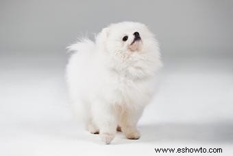 adorables cachorros de pomerania 