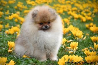 adorables cachorros de pomerania 