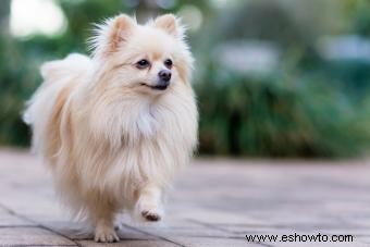 adorables cachorros de pomerania 