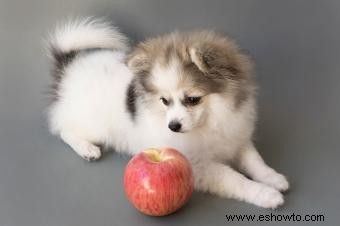 adorables cachorros de pomerania 