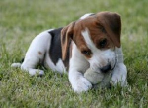 Consejos expertos para corregir la agresividad en cachorros: casos reales de Beagle y Dachshund