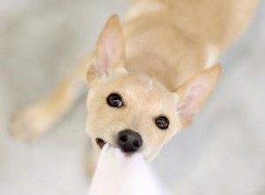 ¿Tu cachorro muerde con agresividad? Guía experta para identificar y corregir el comportamiento