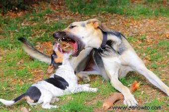 Cachorro que muerde agresivamente:¿Qué debes hacer? 