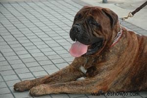 Plan de adiestramiento de cachorros Bullmastiff 