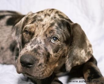 Cachorros Catahoula 