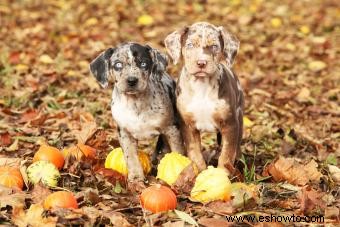 Cachorros Catahoula 