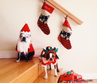 Medias navideñas para cachorros 