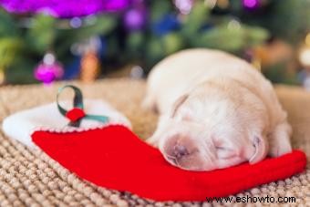 Medias navideñas para cachorros 